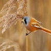 Sykorice vousata - Panurus biarmicus - Bearded Reedling o3847
